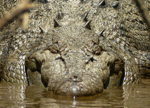 Salt Water Crocodile, Daintree, Australia