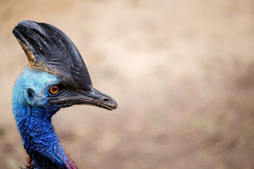 The cassowary bird is standing on ground