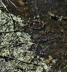 two snakes in water
