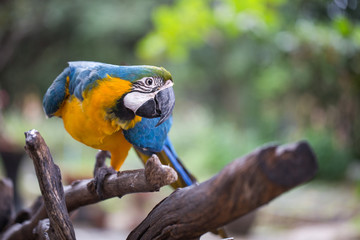 Beautiful blue and yellow macaw on branch