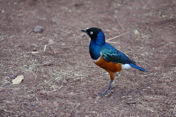TANZANIA - SERENGETI - SUPERB STARLING