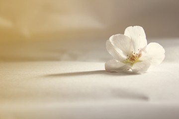 Close-up Sakura on white background,soft focus cherry blossoms in Japan,close up of white flower