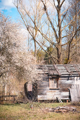 Abandoned old wooden house in the village near blooming cherry in early spring