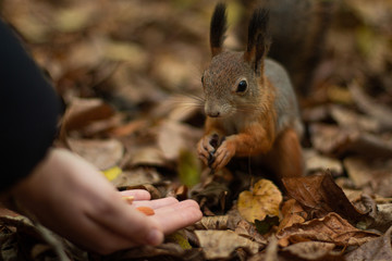 Squirrel in fallen leaves eats nuts from a female hand