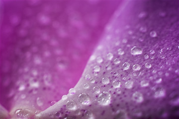 Orchid with water droplet on flowers petal, close up.