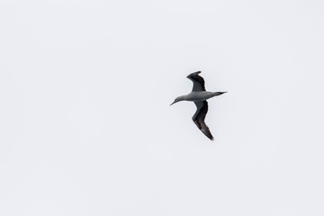 Möwe im Flug - Färöer - Inseln im Nordatlantik
