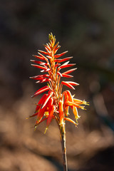 Close up fiore estivo