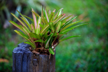 Obraz premium Beautiful colored pineapples planted or urn plants on the stump.