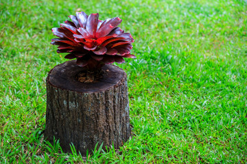 Beautiful colored pineapples planted  or urn plants on the stump.