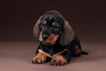 Fototapeta premium Cute Dachshund puppy lying on a brown background