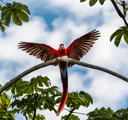 scarlet macaw landing on a branch of a tree in quepos costa rica