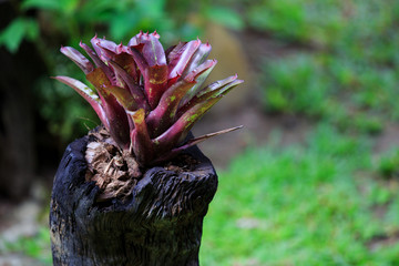 Beautiful colored pineapples planted  or urn plants on the stump.