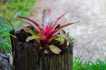 Beautiful colored pineapples planted  or urn plants on the stump.