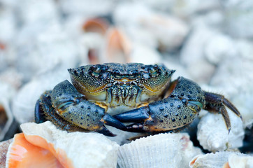 Black Sea crab with large claws sits on a pile of shells and looks at the viewer with small eyes....