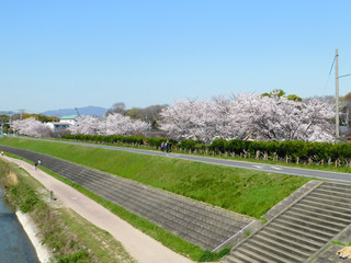 安威川の堤防と桜並木(大阪府茨木市)