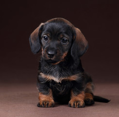 Cute dachshund puppy sitting on a brown background