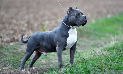  a little american bully dog 