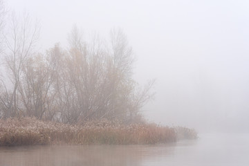 Obraz na płótnie Canvas Riverside forest landscape of the Duero river in a mysterious foggy day in Zamora, Spain