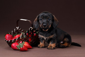Cute puppy dachshund with a basket of strawberries lying on a brown background