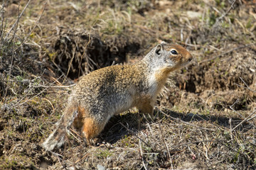 Columbian ground squirrel on the ground.