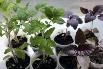 Tomato plant, eggplant, basil seedling sprouts on the white background. Growing vegetables indoor in the kitchen windowsill garden.