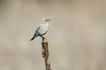 Bluebird perched on a plant.