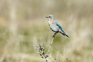 Side profile of female western bluebird.