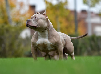 a strong american bully dog