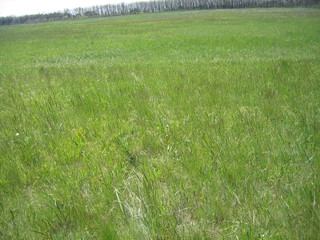 green grass in the field