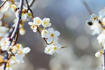 White cherry flower on a tree in springtime. Time of bloming flowers. Nature background