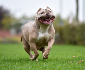  a strong american bully dog