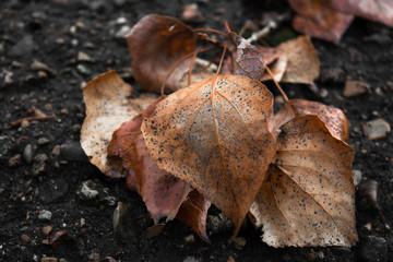 dry poplar leaves autumn september october