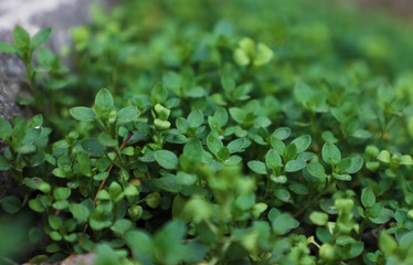 green leaves background
