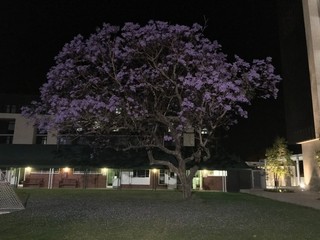 Jacaranda