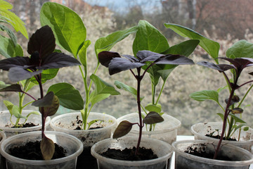 Tomato plant, eggplant, basil seedling sprouts on the white background. Growing vegetables indoor in the kitchen windowsill garden.