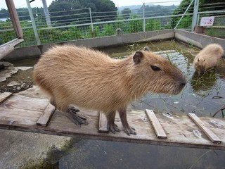 Capybara On Wooden Plank