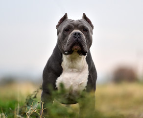  a strong american bully dog