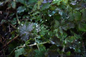 the green leaves of celandine in spring are shrouded in dew drops