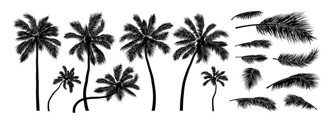 Silhouette coconut tree on white background vector illustration