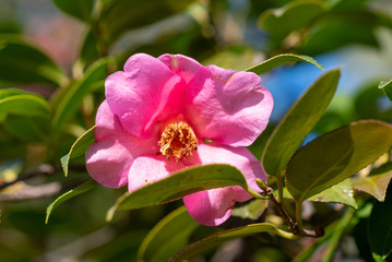 A closeup on a pink flower of camellia saluenensis