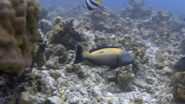 Female bicolour parrotfish (Cetoscarus bicolor) fish on bleached coral reef. Indian ocean, Maldives. 4K