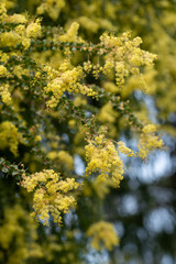 Blooming yellow bush of Acacia pravissima