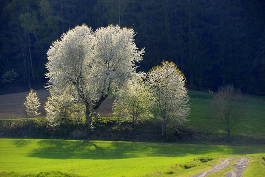 Kirschbl&uuml;te. Wundersch&ouml;n bl&uuml;hende Kirschb&auml;ume im Gegenlicht
