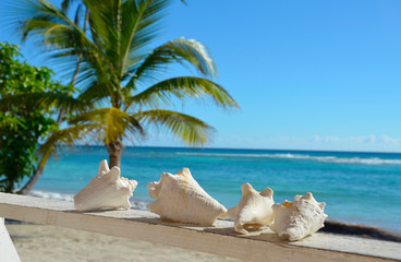 Muszle na tarasie domku przy plaży na wyspie Saona, Dominikana © Tomasz Aurora