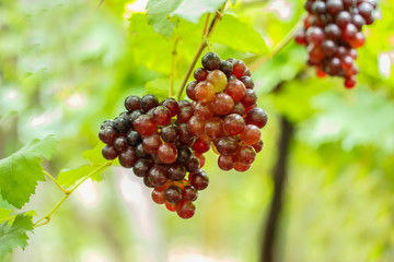 Red grapes on its    tree are delicious fruits for someone