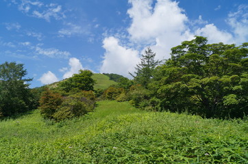 高原の森