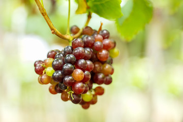 Red grapes on its    tree are delicious fruits for someone