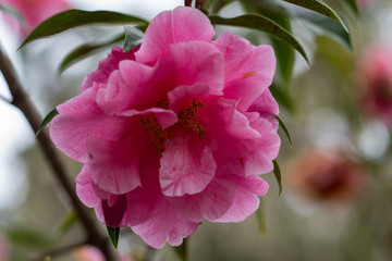 A closeup on a pink flower of reticulata yunnan camellia
