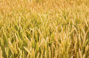 Field of wheat in summer, Lithuania