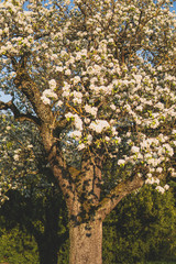 Baum mit weissen Blüten